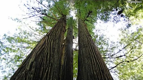 Report: Giant Sequoia's 'stressed' by drought