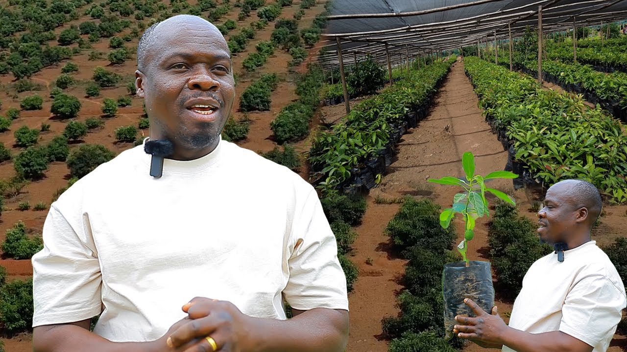 UMURWIGAZATUNGA w'akataraboneka//Ama MILIYARIDI nkura mu MAVOKA/HECTARE 115 narimye/Inyugu ku GIHUGU