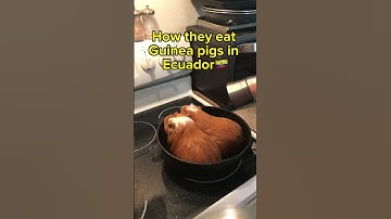 Thumbnail of Cooking Guinea pigs lol #shorts