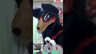 【獣化/fursuit#105】水曜のもふもふタイム🐾【ジュージュー】#fursuit #獣化 #shorts #Furtuber #furry