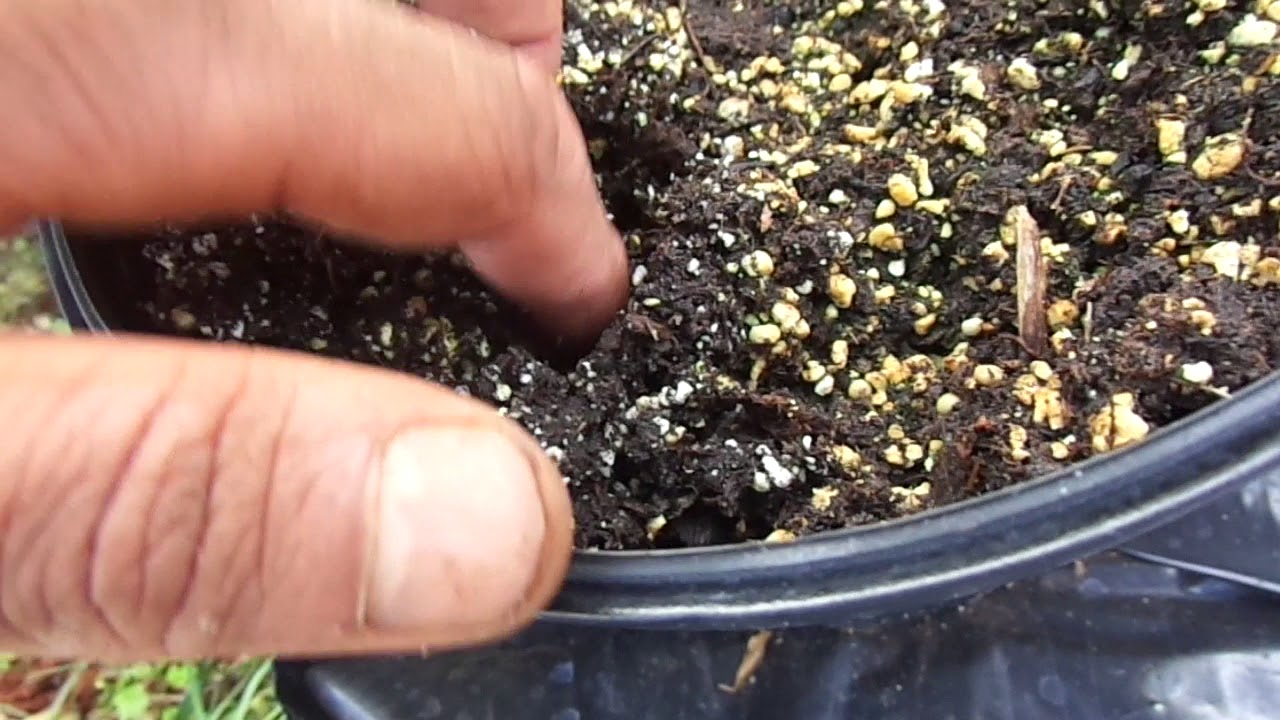 camera iphone 8 plus apk 4 month update on amorphophallus titanum seedlings