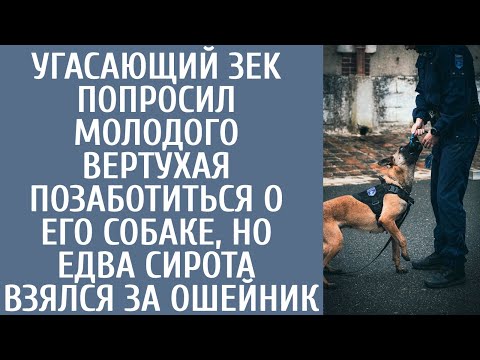 Видео: Как правильно выбрать щенков Джека Рассела: 15 шагов