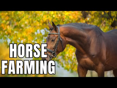 How To Get Into The Horse Breeding Business