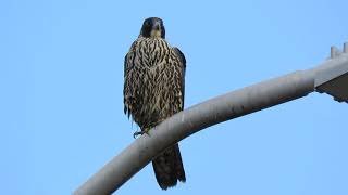 11/24/19 Juv Anatum Peregrine Falcon @ 68 Ave S & 199 Pl S Kent Wa 7526-127 11/24/19 Juv Anatum Peregrine Falcon @ 68 Ave S & 199 Pl S Kent Wa 7526-127