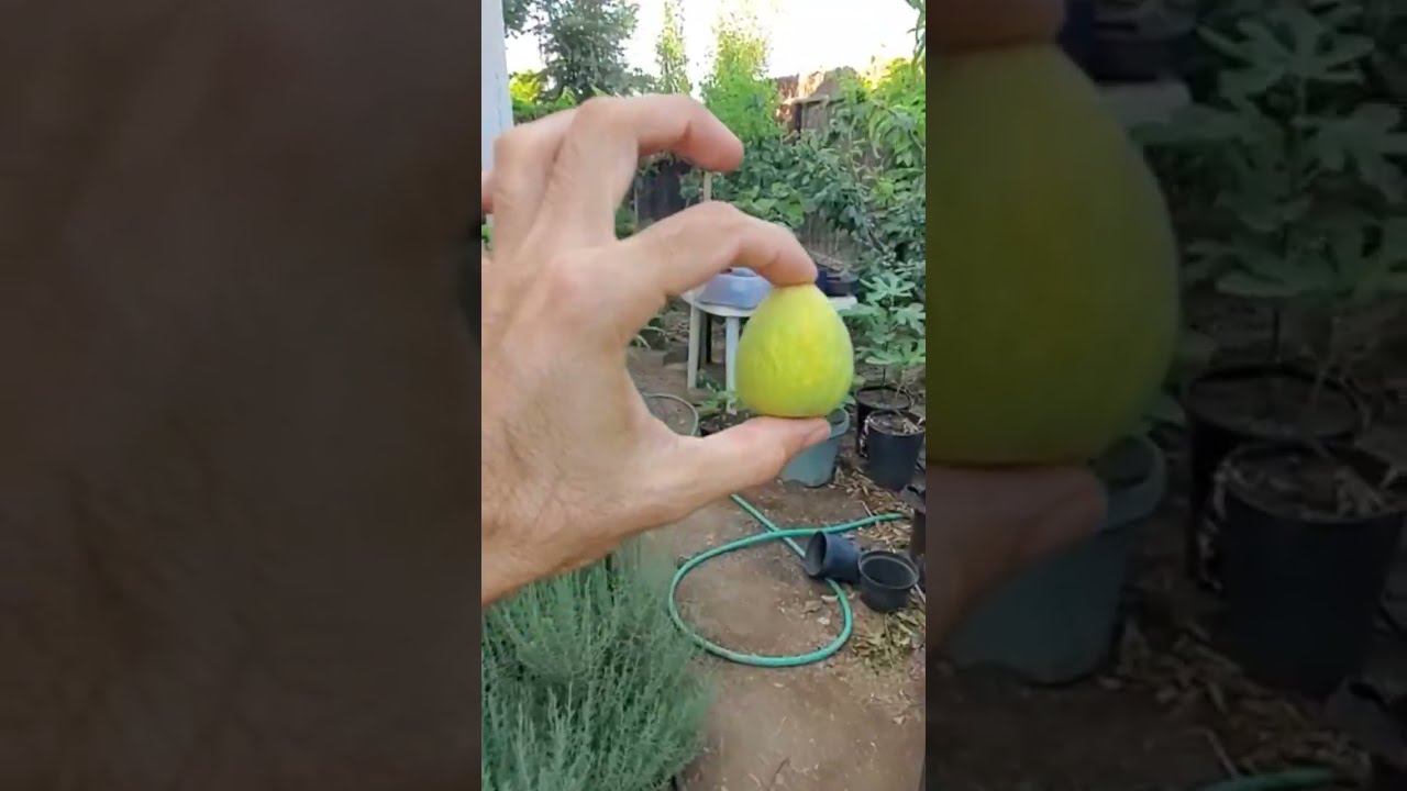 First Fig Of The Season Garden Vegan Fruit