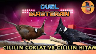 Duel Masteran Cilillin Coklat VS Cililin Hitam