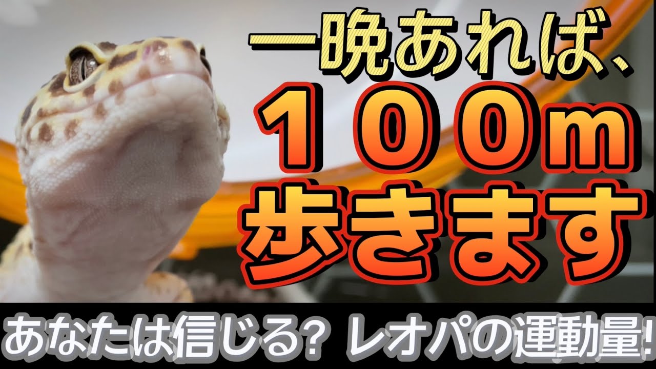 移動距離100m レオパの運動量多過ぎヤバい 回し車 Youtube