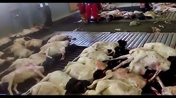 Melihat ke dalam rumah Idul Adha milik warga Saudi