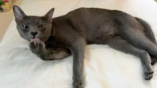 The sound of cat grooming | Lucky Korat Cat