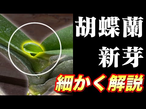 初心者向け育てやすいラン5選：枯らさないコツも解説