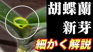 【胡蝶蘭】新芽ってどれ？取り扱い方、意外とわかってない！？蘭の種類ごとに細かく解説していきます！！