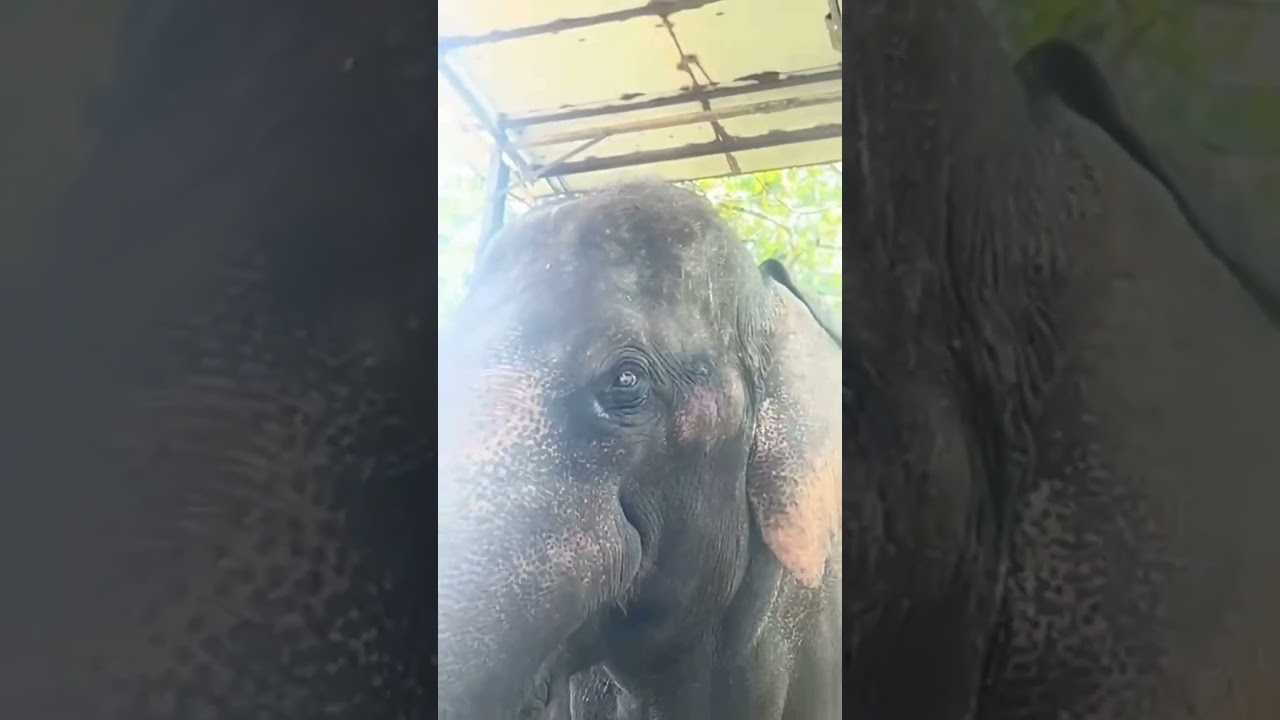 පොඩි කදිරා🐘