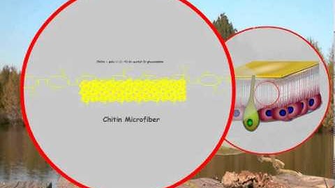 1. Structure and functions of the insect cuticle