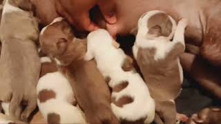 How To Whelp A Litter My Way Tip