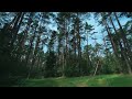 Forest Nature Trees 🌊 | 4 Hours Ambient | Work & Meditation | Calm Veritas