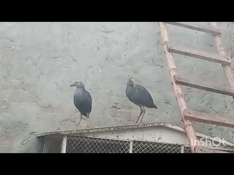 نیلا طوطا دریائی پرندہ blue bird intahai khubsurat video akhir tk dikyi Niraly shoq subscribe 👍 13