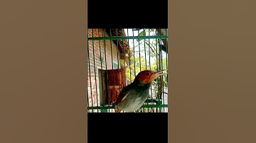 prenjak merah gacor dor#prenjakmerah #prenjakgunung #prenjaklumutgacor #shorts