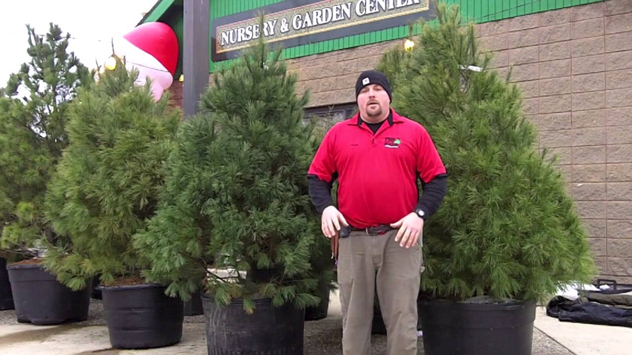Living Christmas Trees - YouTube