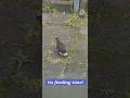 it's feeling time! #birds #shorts #feeding #fyp #subscribe