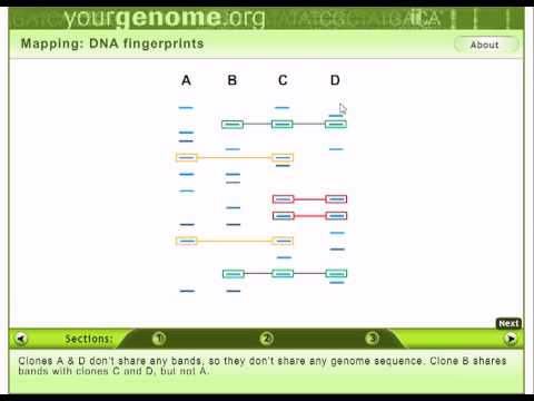DNA fingerprinting dna profiling history
