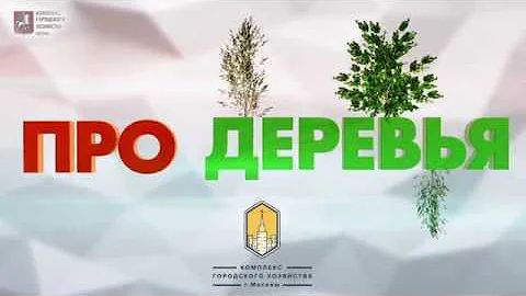 Такие разные деревья Москвы