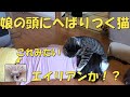 娘の頭にへばりつく猫　まるでエイリアン！？　保護猫ハナ♂