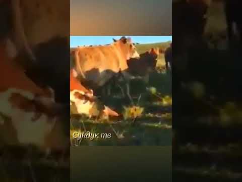 Коровы напали на волка.