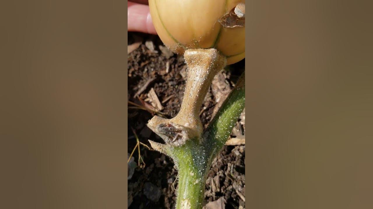 When how to pick butternut squash youtube