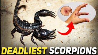 Top 10 Deadliest Scorpions In the World (2024)