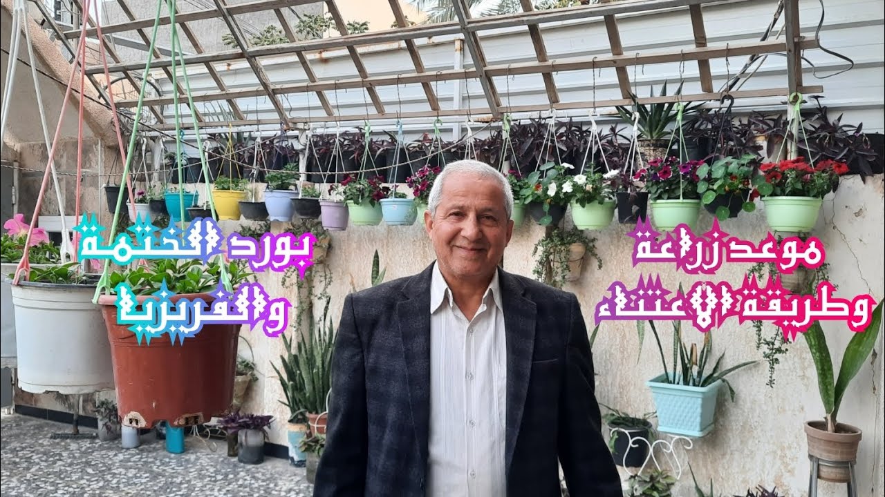 موعد زراعة نبات ورد الختمة او الختمية او الخبيزة وطريقة الاعتناء به الاسم العلمي Althaea officinalis