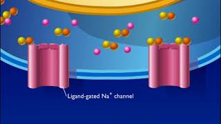 Transmission Across A Synapse Hd Animation