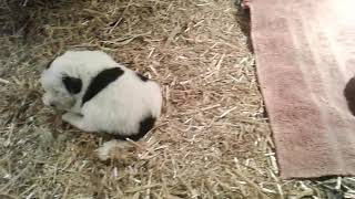 January 2019 Pyrenees Newfoundland Puppies - 2 Weeks Old!