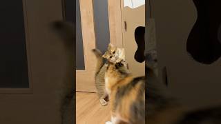 にこさんのねこさん　ティーフォーワン YouTube