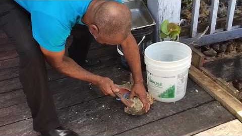 Removing Conch from shell