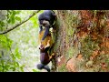 Macaques slap squirrels and steal their food  primates  bbc earth