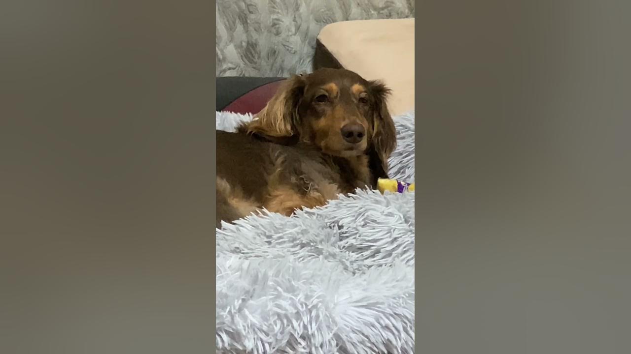 眠いけど暖房の匂いと音が気になる犬 Shorts Youtube