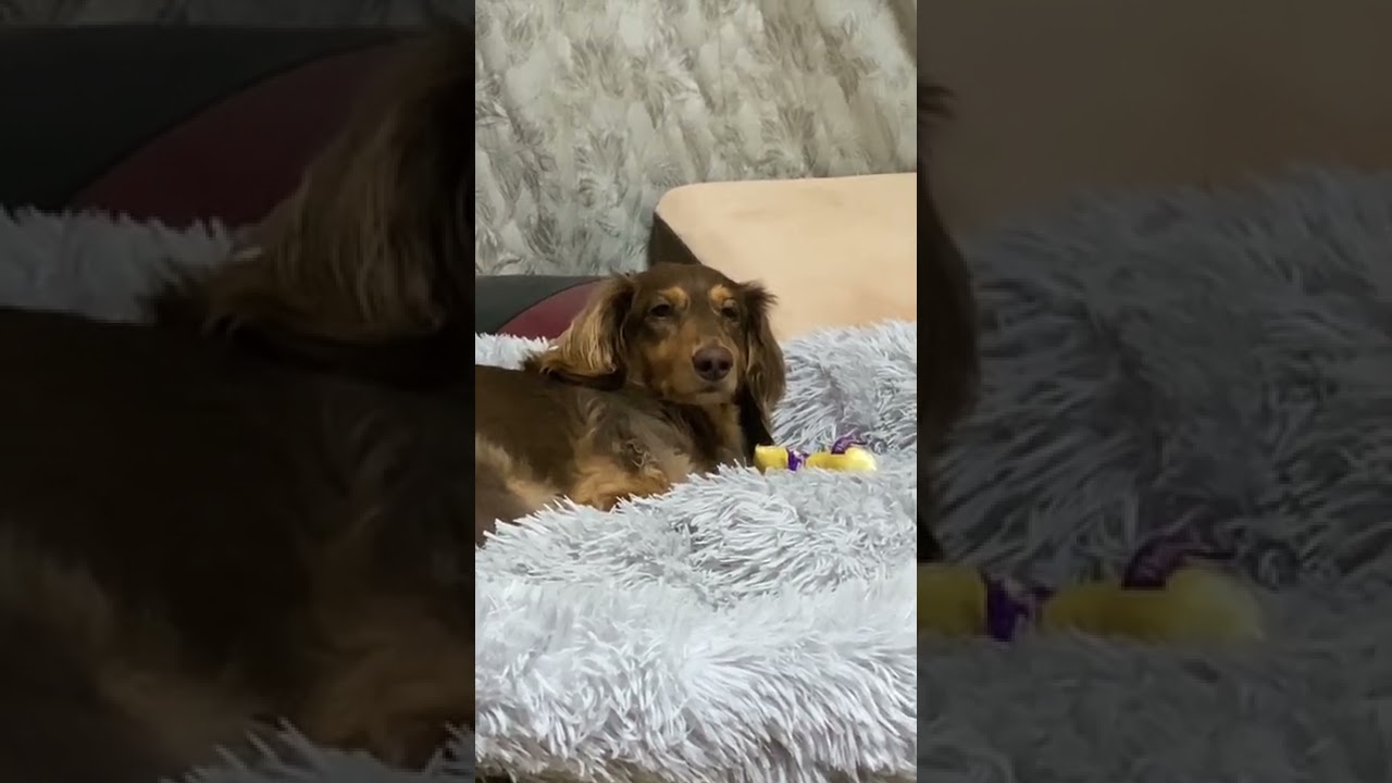 眠いけど暖房の匂いと音が気になる犬 Shorts Youtube