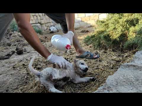 Video: Ev Heyvanlarını Gənələrdən Necə Qorumaq Olar