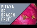 Полезно для сердца - Драгон Фрукт ( Dragon Fruit ) !!!