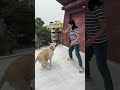 Gieni ball ke liye kaise jump kar rahi hai 🤣🐶#ashortaday