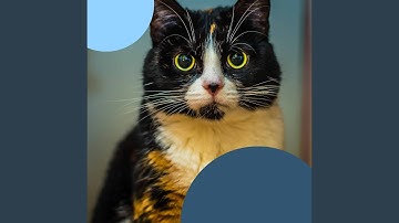 Subdued Backdrops for Mysterious Cat