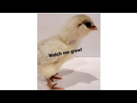 Video: Na Velikonoce nechte mláďata a kachňata na farmě