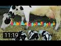 شاهد افضل طريقة لمساعدة البقر اثناء الولادة