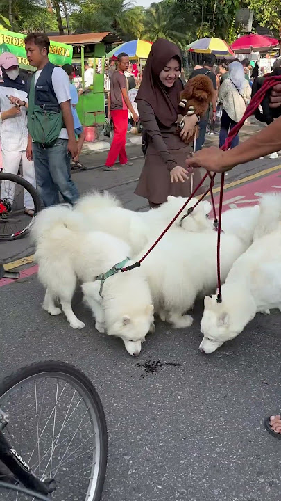 Wow anjing lucu 🥳#anjing #pets #hewan #dog #funny #fun #lucu #hiburan #happy #family #jalanjalan