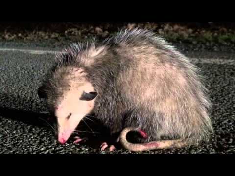 Video: Nemški Navzkrižni Oposum Do Napitninskih Oskarjev