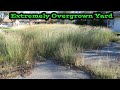 Extreme OVERGROWN Lawn Gets Cut for FREE | Ugly Yard Makeover | Oddly satisfying results