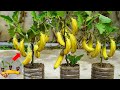 Surprised with how to grow eggplant with banana  growing eggplant at home