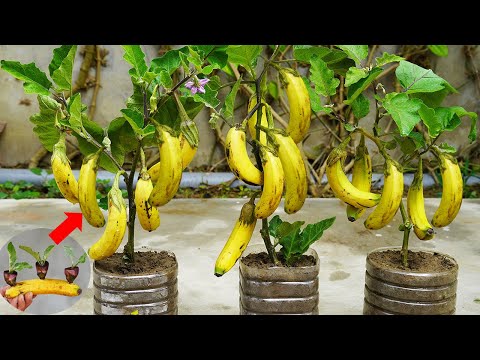 Surprised With How To Grow Eggplant With Banana | Growing Eggplant At Home