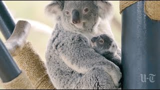 New Koala Joey Emerges From Mother’s Pouch | San Diego UnionTribune