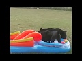 Cane Corso siblings playing in pool